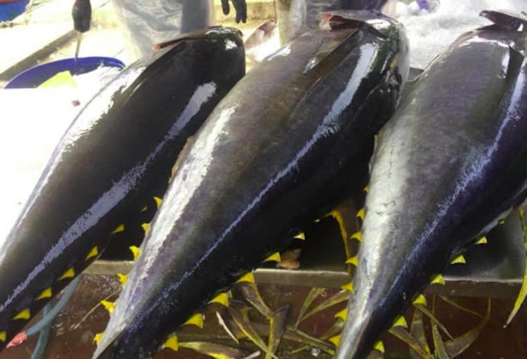 Giá cá ngừ vây xanh Nhật Bản