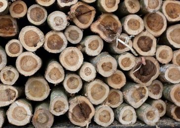 Giá gỗ keo, gỗ tràm hôm nay 2022 bao nhiêu 1 khối ?