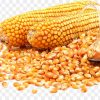 Giá ngô hạt hôm nay bao nhiêu 1kg 2023? Mua ở đâu rẻ?