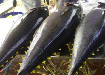 Giá cá ngừ nhỏ, vây xanh vàng đại dương bao nhiêu 1kg 2023, Mua ở đâu?
