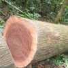 Giá gỗ Xoan đào bao nhiêu 2022? Mua ở đâu tốt rẻ?