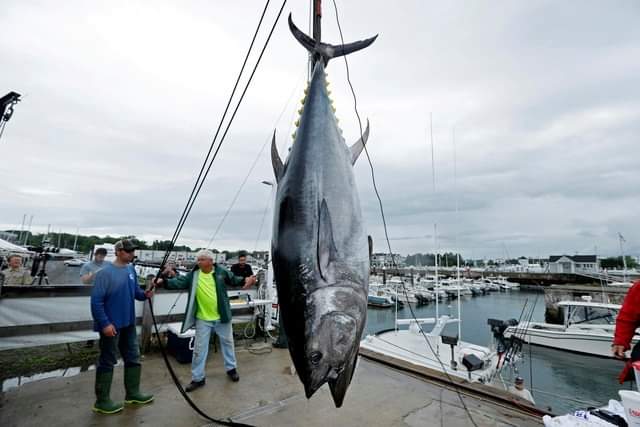 giá thịt cá ngừ đại dương