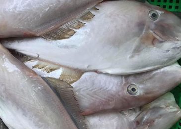 Giá cá Bò Da bao nhiêu 1kg 2023? Mua bán ở đâu rẻ?