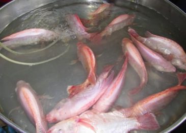 Giá cá Diêu hồng bao nhiêu 1kg 2023? Mua bán ở đâu rẻ?