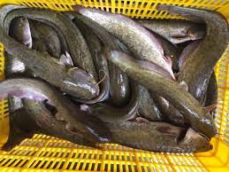 Giá cá Nheo (leo, sông đà) bao nhiêu 1kg 2022? Mua bán ở đâu rẻ?