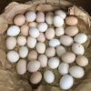 Giá trứng Gà ta, gà công nghiệp bao nhiêu tiền 2022? Mua bán ở đâu rẻ