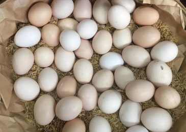 Giá trứng Gà ta, gà công nghiệp bao nhiêu tiền 2023? Mua bán ở đâu rẻ
