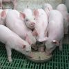 Giá heo giống, lợn giống hôm nay bao nhiêu tiền 1 con 2022? Mua bán ở đâu rẻ?
