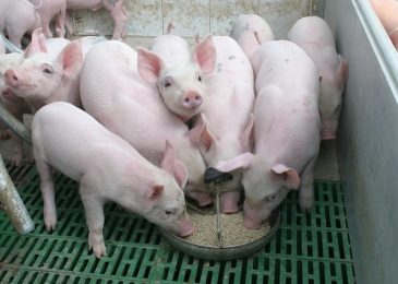 Giá heo giống, lợn giống hôm nay bao nhiêu tiền 1 con 2023? Mua bán ở đâu rẻ?