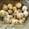 Giá trứng cút, trứng cút lộn hôm nay bao nhiêu tiền 1 chục 2023? Mua bán ở đâu rẻ?