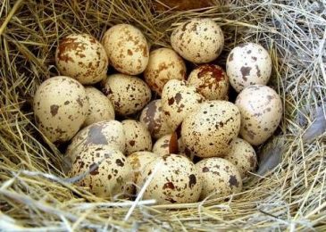 Giá trứng cút, trứng cút lộn hôm nay bao nhiêu tiền 1 chục 2022? Mua bán ở đâu rẻ?