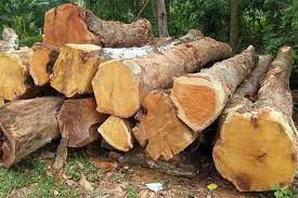 Giá gỗ mít bao nhiêu tiền 1m3 2022? Mua ở đâu tốt rẻ?