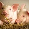 Biến động giá lợn hơi: Người chăn nuôi khốn đốn để cân bằng tài chính gia đình trong bão táp kinh tế