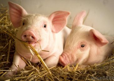 Biến động giá lợn hơi: Người chăn nuôi khốn đốn để cân bằng tài chính gia đình trong bão táp kinh tế